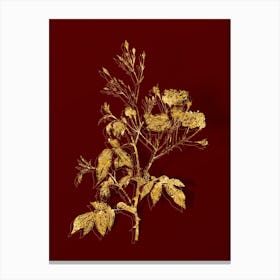 Vintage Pink Noisette Roses Botanical in Gold on Red Canvas Print
