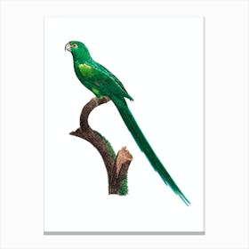 Vintage Long Tailed Parakeet Bird Illustration on Pure White Canvas Print