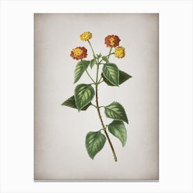 Vintage Tickberry on Branches Botanical on Parchment n.0719 Canvas Print