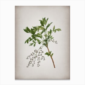 Vintage Shrub Yellowroot Botanical on Parchment Canvas Print