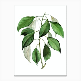 Vintage Camphor Tree Botanical Illustration on Pure White n.0191 Canvas Print
