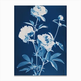 Rosa III Canvas Print