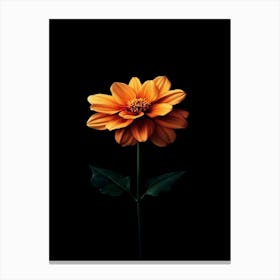 Dahlia 29 Canvas Print