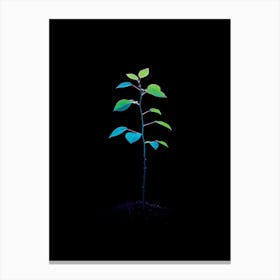 Tree In The Dark 21 Canvas Print