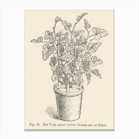 Vintage Illustration Of Pot Vine Grapes, John Wright Canvas Print