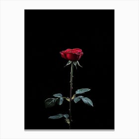 Single Red Rose On Black Background 11 Canvas Print