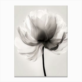 Floral Art 0011 X Ray 0005 X Ray Blumen 0011 Bp6586 Minimalist Soft Bright X Ray Scandinavian Minimalist 5eec4b4d 3d09 Canvas Print