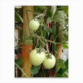 Green Tomatoes Lienzo