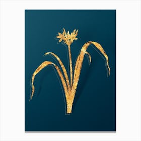 Vintage Small Flowered Pancratium Botanical in Gold on Teal Blue n.0004 Canvas Print