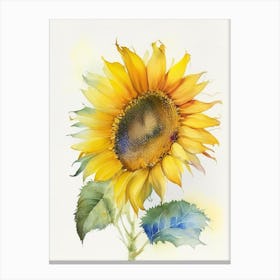Sunflower Wildflower Watercolour 2 Canvas Print