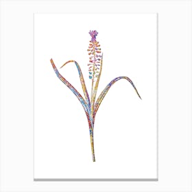 Stained Glass Grape Hyacinth Mosaic Botanical Illustration on White n.0058 Canvas Print