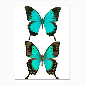 Two Bright Blue Butterflies 2 Canvas Print