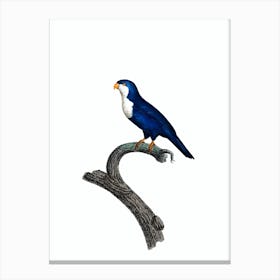 Vintage Arimanon Parakeet Bird Illustration on Pure White Canvas Print
