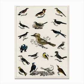 Collection Of Various Birds,  Oliver Goldsmith    Canvas Print