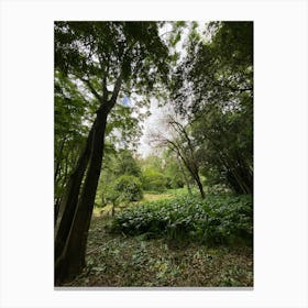 View Of A Forest Canvas Print