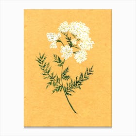 Yarrow Country Wildflower Canvas Print