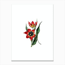 Vintage Red Strong Smelling Tulip Botanical Illustration on Pure White n.0541 Canvas Print