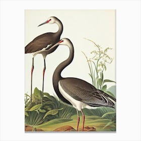 Crane James Audubon Vintage Style Bird Canvas Print