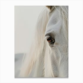 White Horse close up Canvas Print