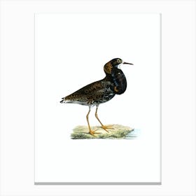 Vintage Ruff Sandpiper Bird Illustration on Pure White n.0161 Canvas Print