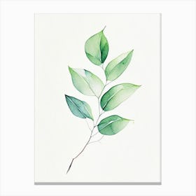 Wintergreen Leaf Minimalist Watercolour 6 Canvas Print