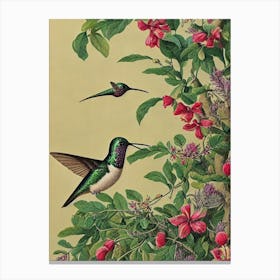 Hummingbird Haeckel Style Vintage Illustration Bird Canvas Print