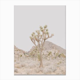 Joshua Tree Desert Canvas Print