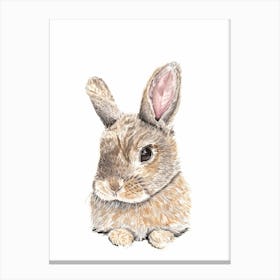 Wild Rabbit Canvas Print