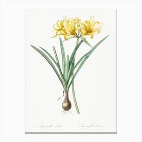 Golden Hurricane Lily, Pierre Joseph Redoute Canvas Print