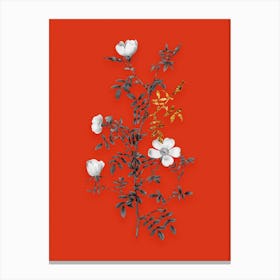 Vintage Hedge Rose Black and White Gold Leaf Floral Art on Tomato Red n.0594 Canvas Print