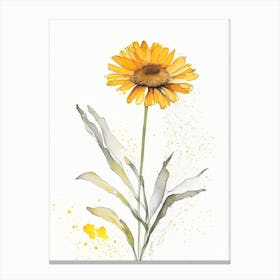 Calendula Herb Minimalist Watercolour Canvas Print