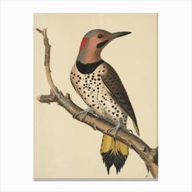 Woodpecker Canvas Print