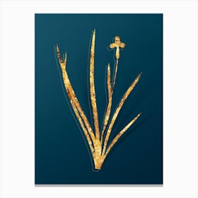 Vintage Iris Martinicensis Botanical in Gold on Teal Blue n.0262 Canvas Print