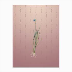 Vintage Narrow Blue eyed grass Botanical on Dusty Pink Pattern n.0536 Canvas Print