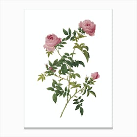 Vintage Rose of the Hedges Botanical Illustration on Pure White n.0451 Canvas Print