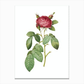 Vintage Red Gallic Rose Botanical Illustration on Pure White n.0552 Canvas Print