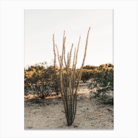 Ocotillo Cactus Canvas Print