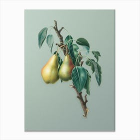 Vintage Lemon Pear Botanical Art on Mint Green n.0043 Canvas Print