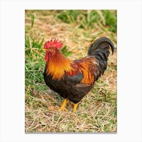 Rooster On Grass Photo Canvas Print