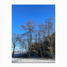 Bare Trees In The Snow Canvas Print