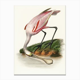 Pink Spoonbill Canvas Print Canvas Print