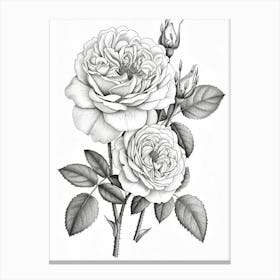 Roses Sketch 37 Canvas Print