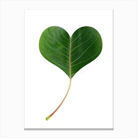 Leaf Heart Canvas Print