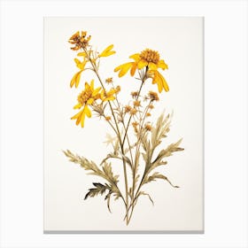 Pressed Wildflower Botanical Art Golden Ragwort 2 Canvas Print