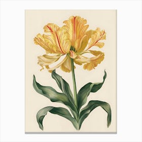 Yellow Tulip 3 Canvas Print