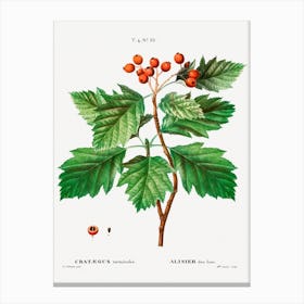 Hawthorn, Pierre Joseph Redoute Canvas Print