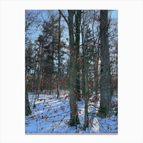 Winter In The Woods 9 Canvas Print