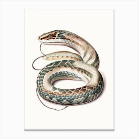 Python Snake 1 Vintage Canvas Print
