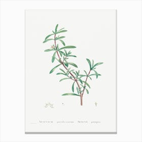 Sesuvium Portulacastrum, Pierre Joseph Redoute Canvas Print