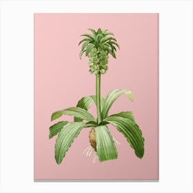 Vintage Eucomis Regia Botanical on Soft Pink n.0755 Canvas Print